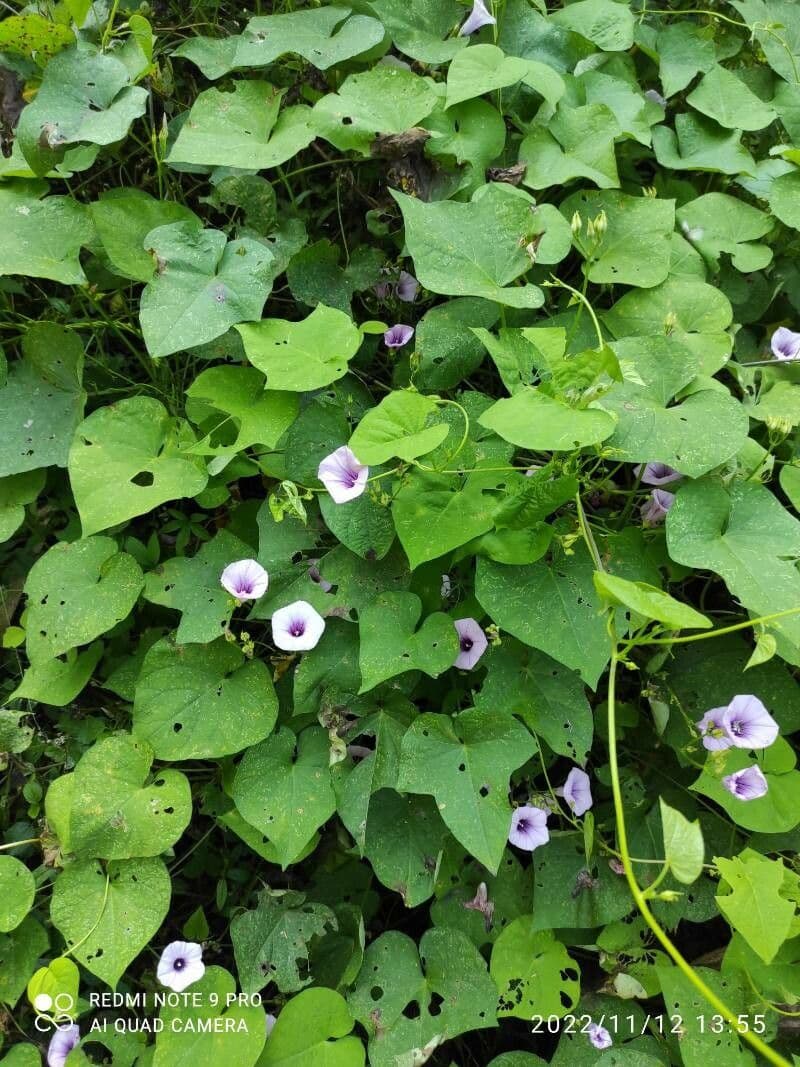 Ipomoea trifida 5