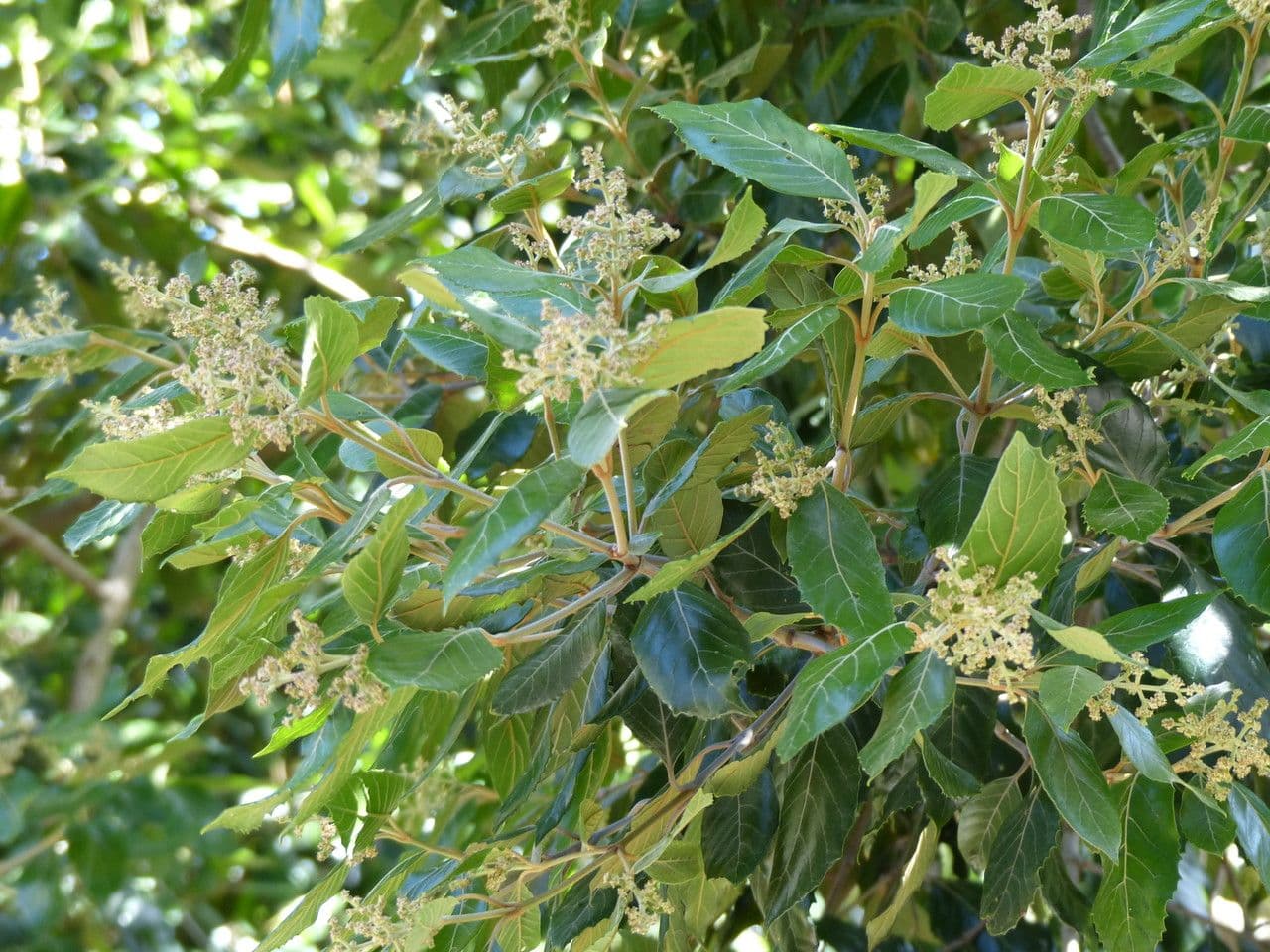 Zahnbusch 2