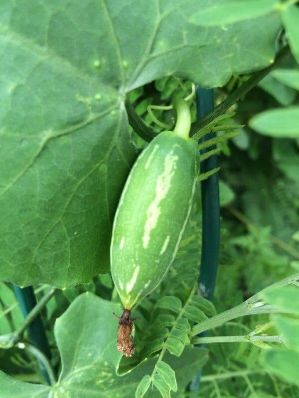 Melón escarlata 4