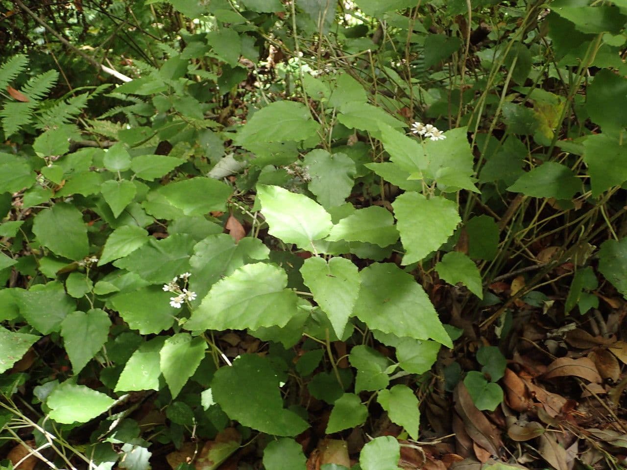 Pericallis 7