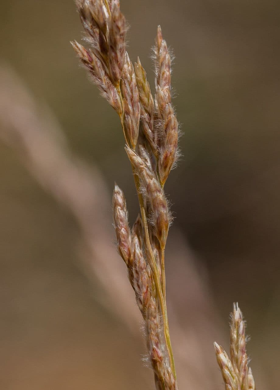 Tridentopsis