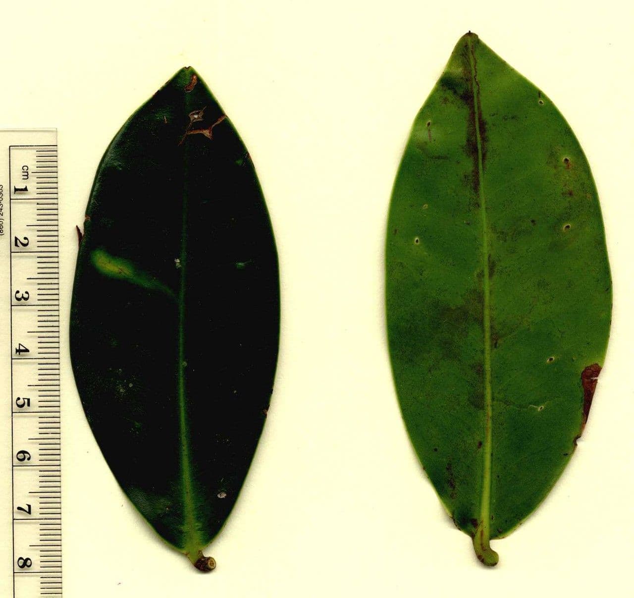 Sarcopera 23