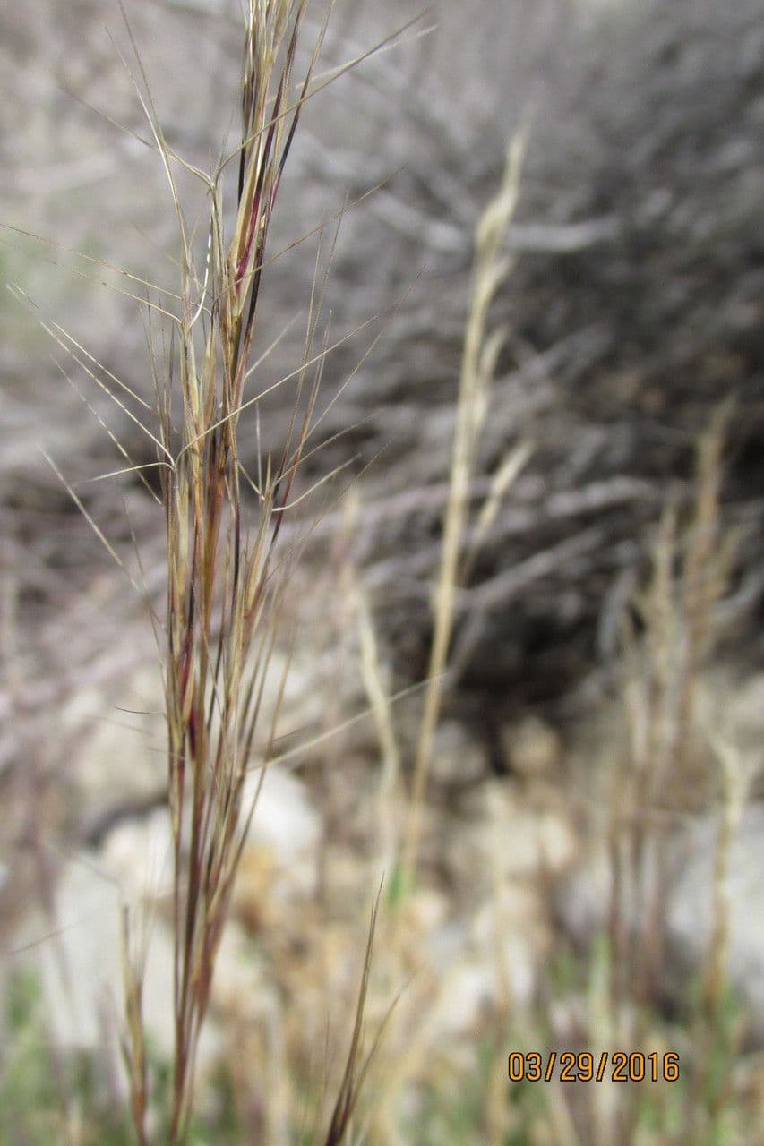 Aristida purpurea