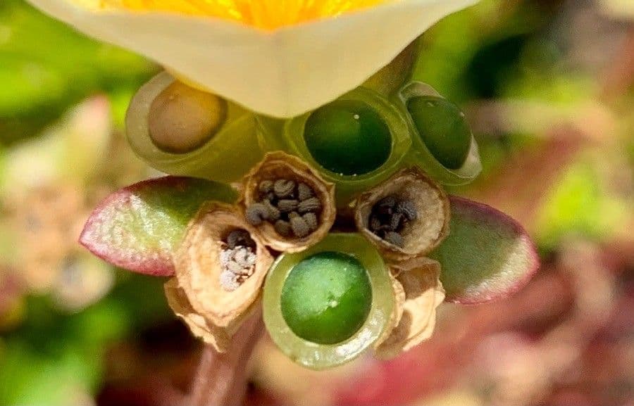 Porcellana