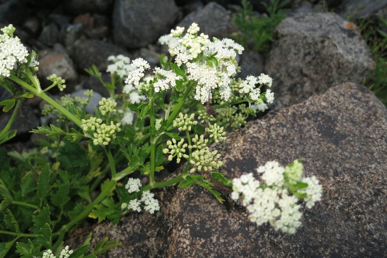 Prostrate marshwort 2