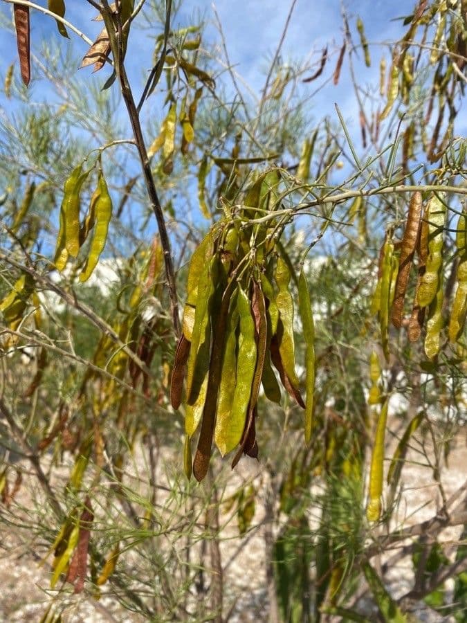 Ginestra radiata 2