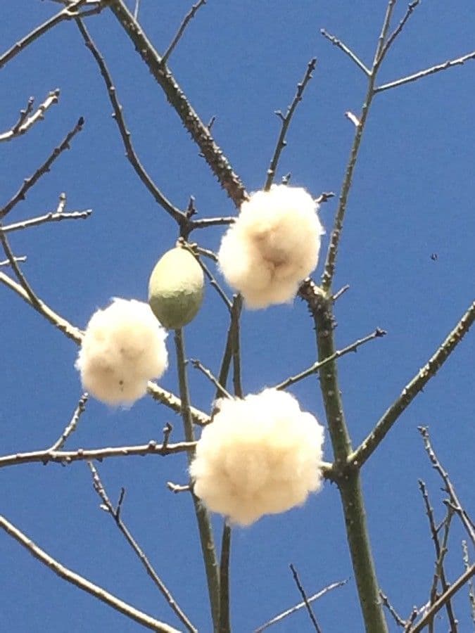 Ceiba speciosa 5