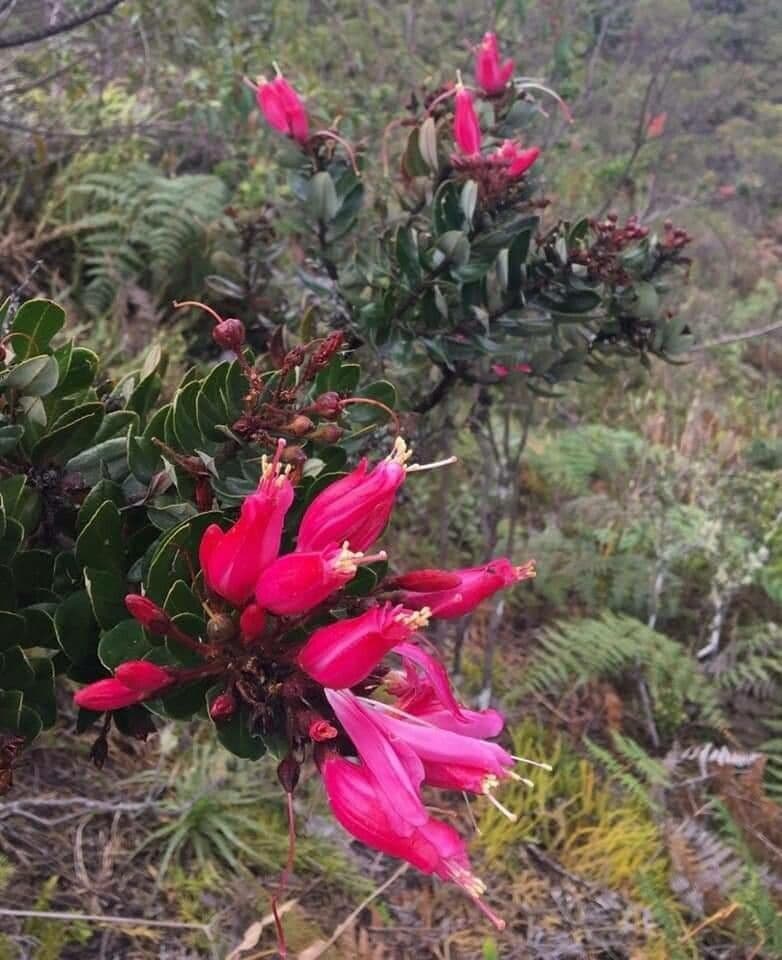 Bejaria 2