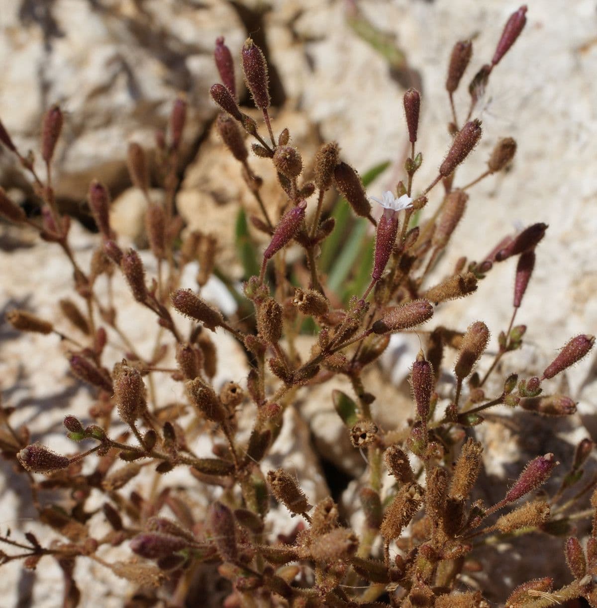 Silene sedoides 2