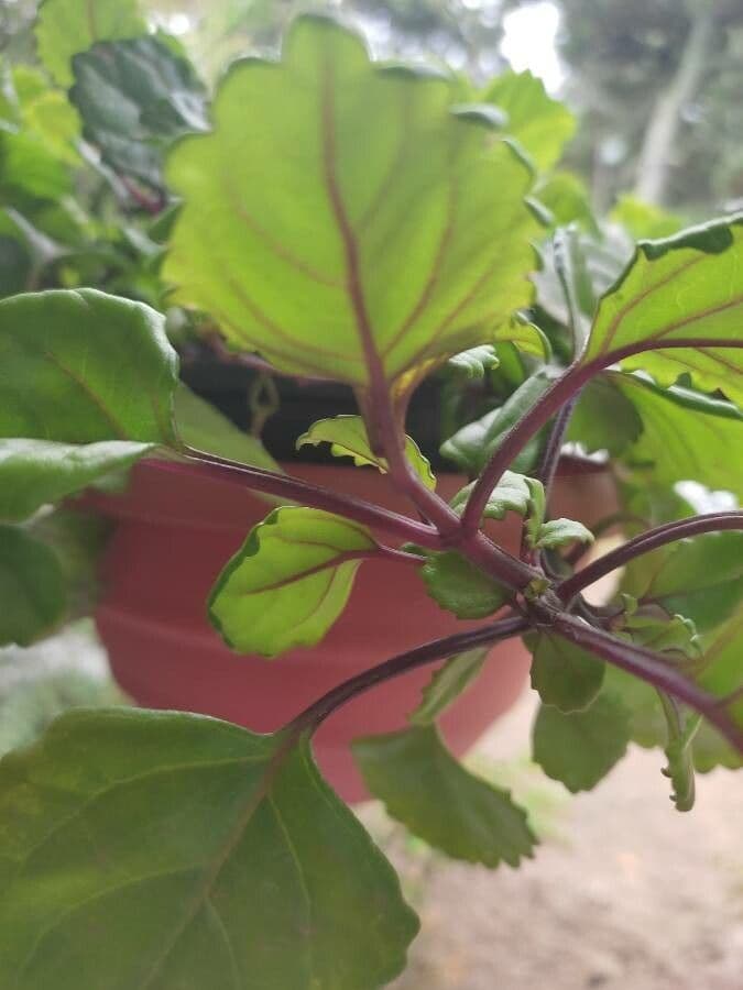 Plectranthus 16