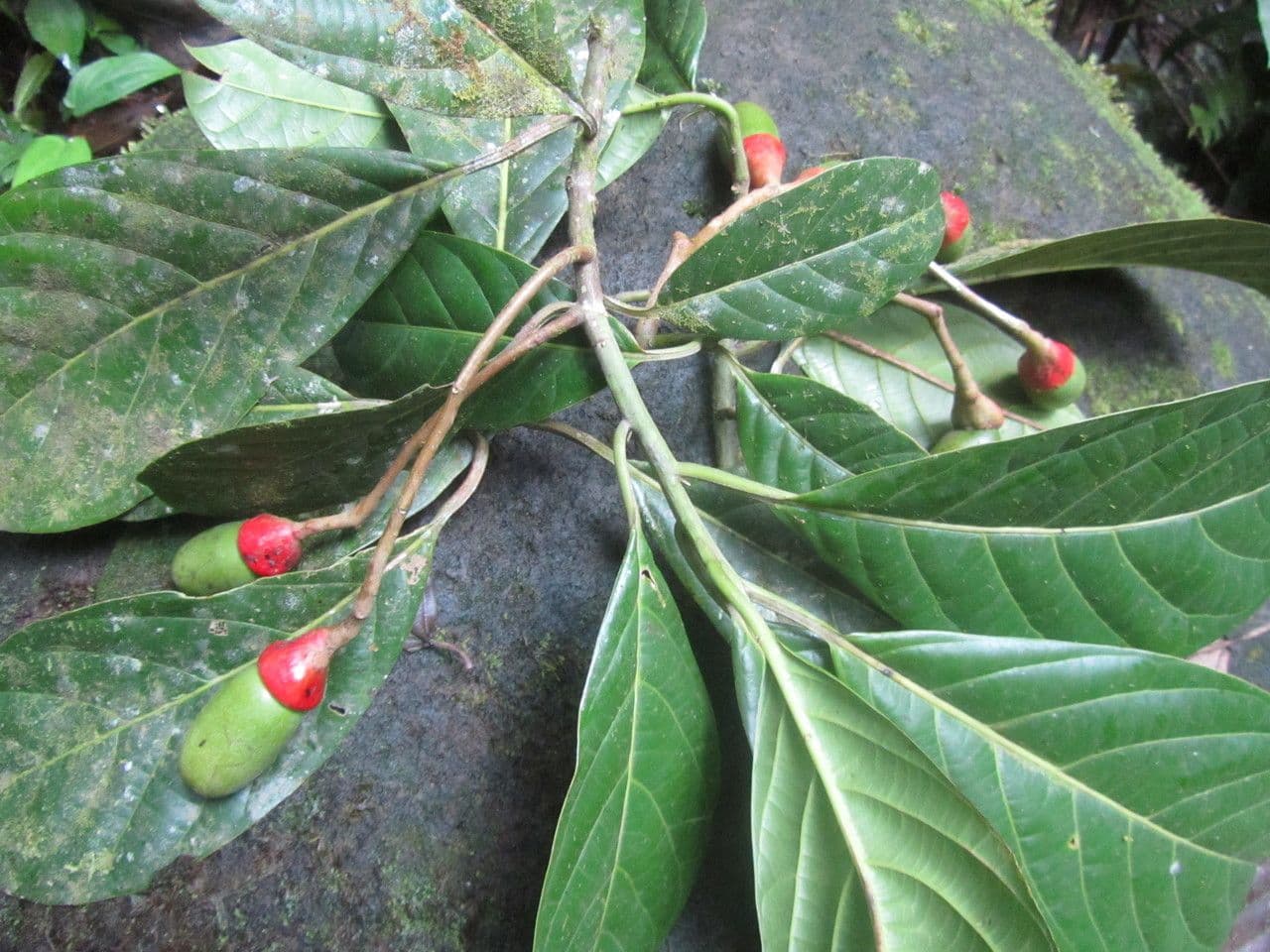 Ocotea 6