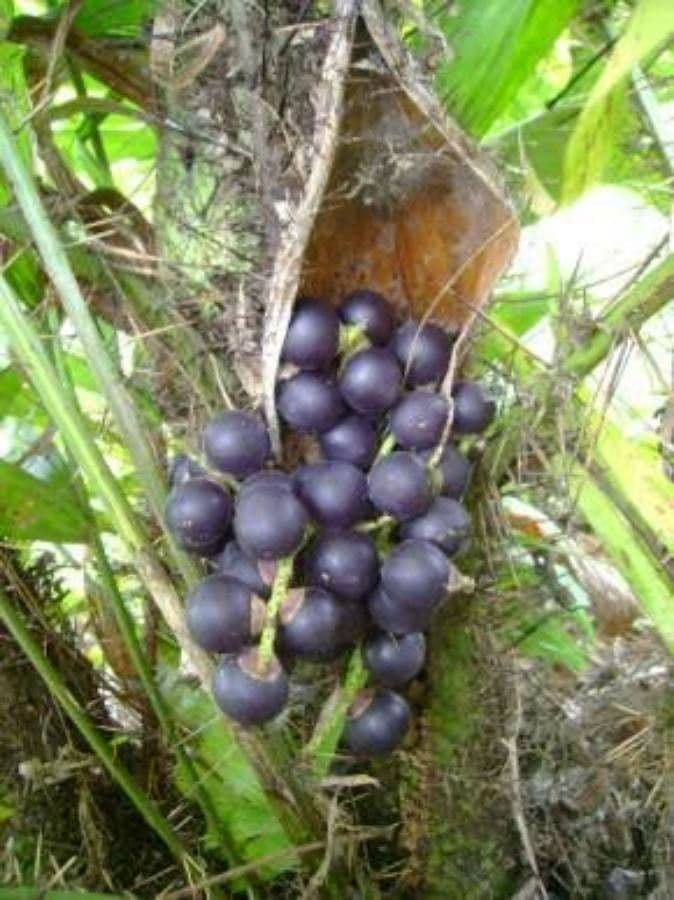 Bactris 3