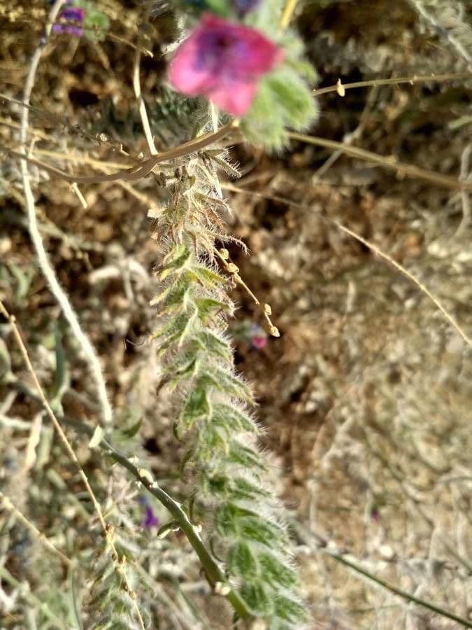 Echium humile 11