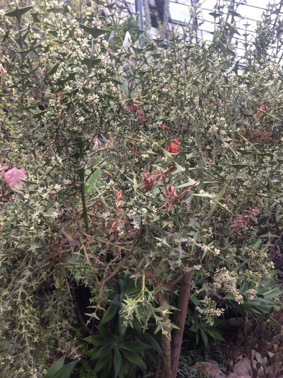 Colletia 9