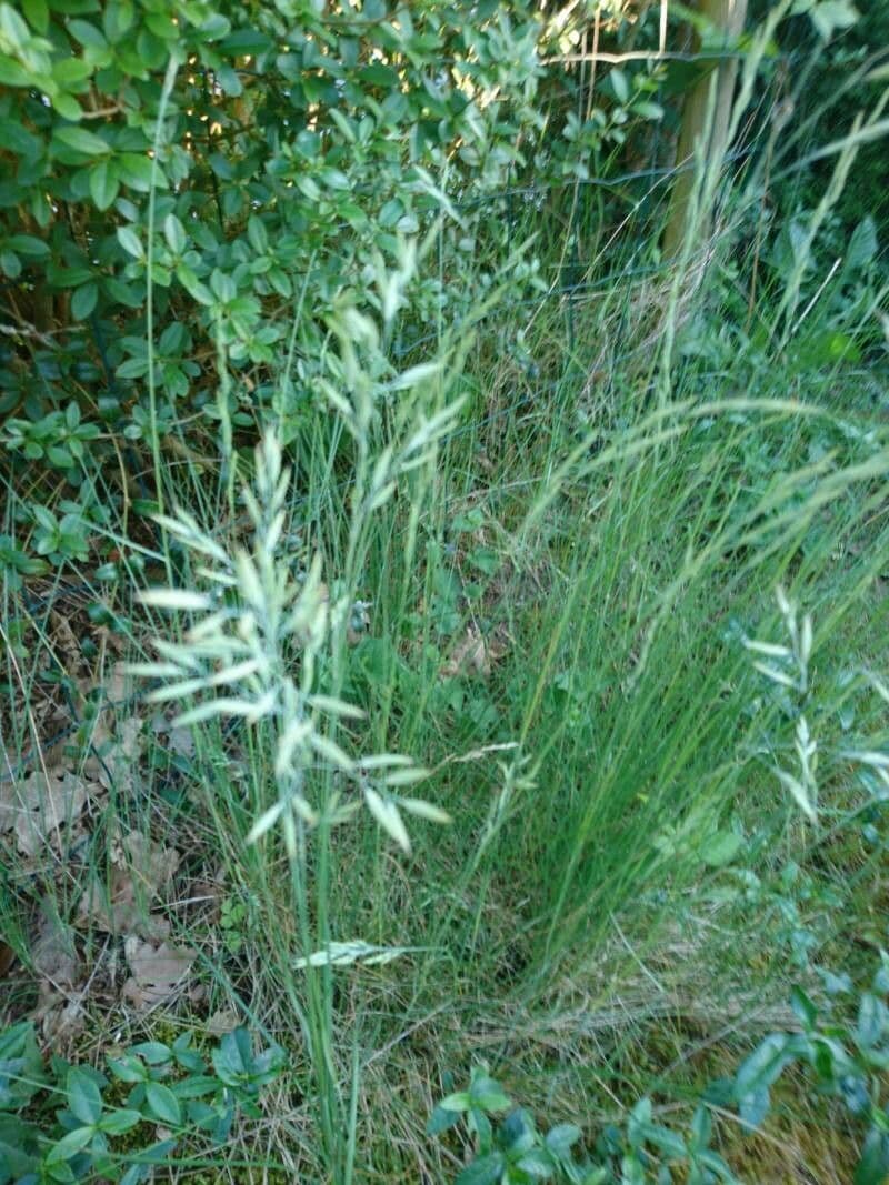 Festuca ovina 19