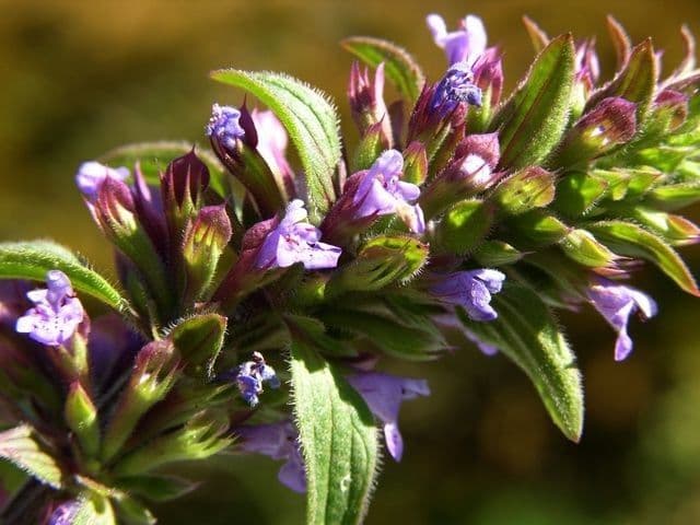 Dracocephalum thymiflorum 5