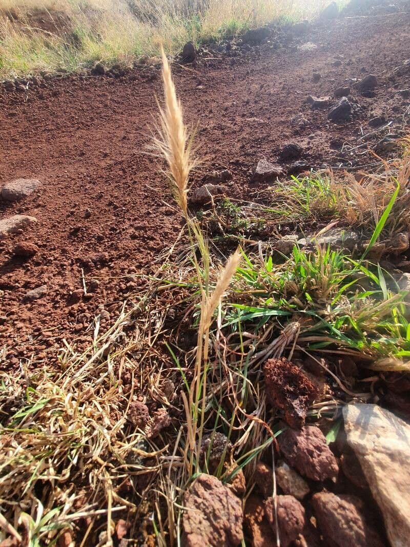 Aristida 8