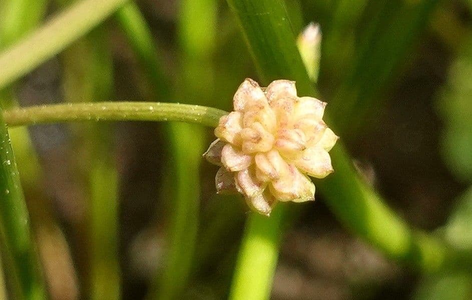 Alisma ranuncoloide 5