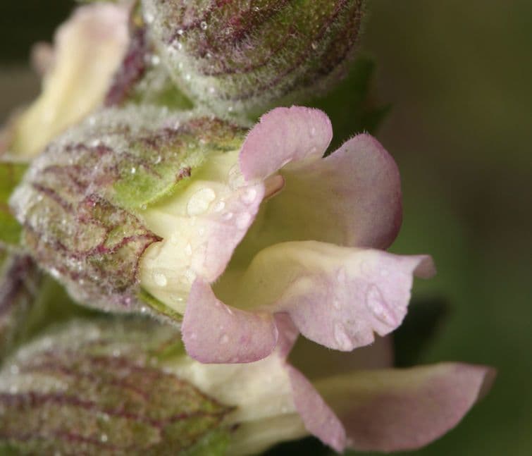 Lepechinia calycina