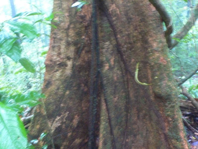 Dillbaum 12