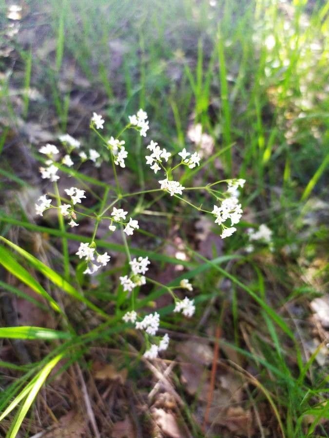 Rubia glauca 6