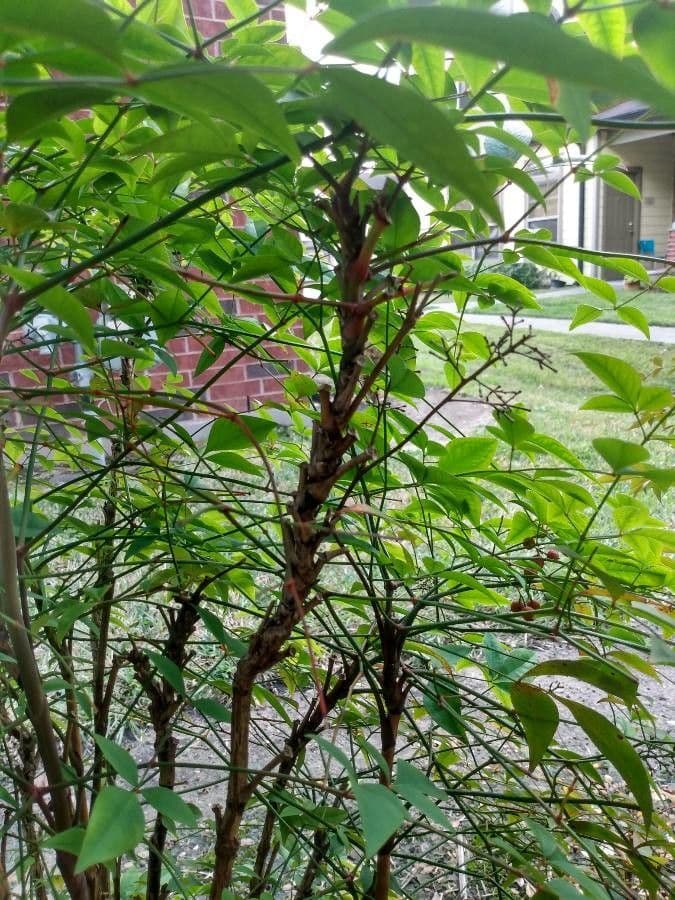 Nandina 24