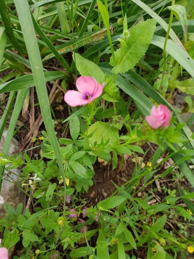 Flachs