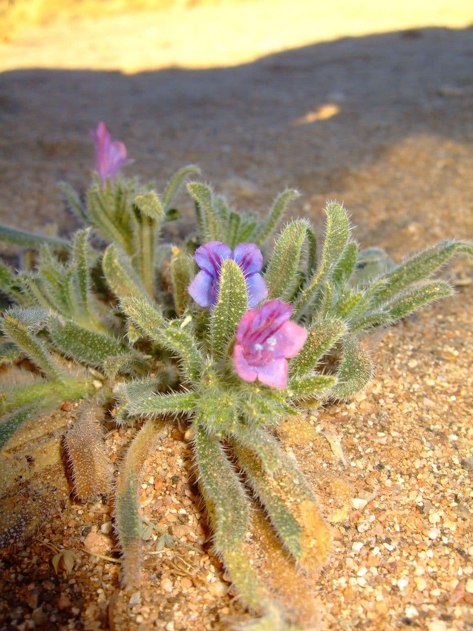 Echium humile 10