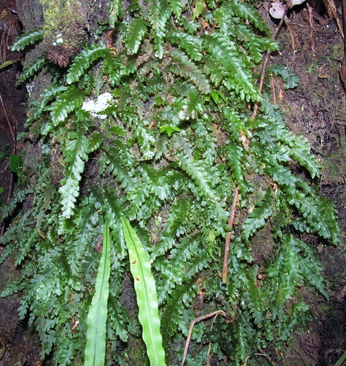Trichomanes polypodioides