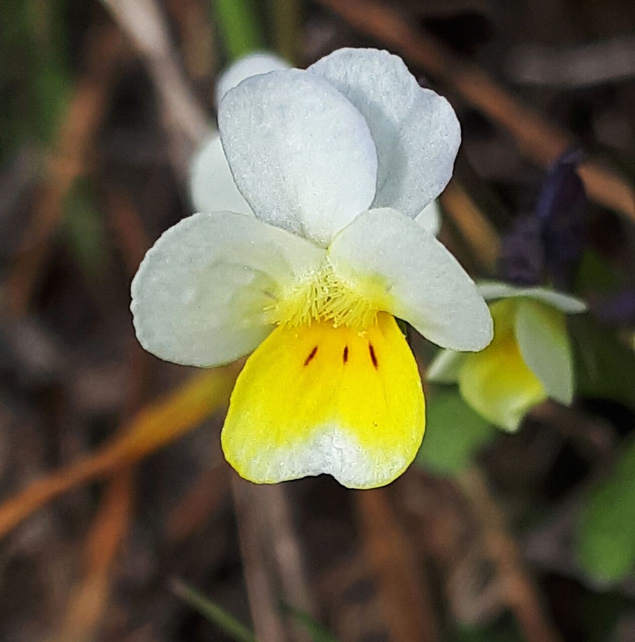 Viola 2