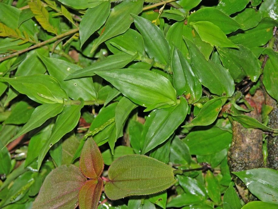 Ichnanthus pallens 4