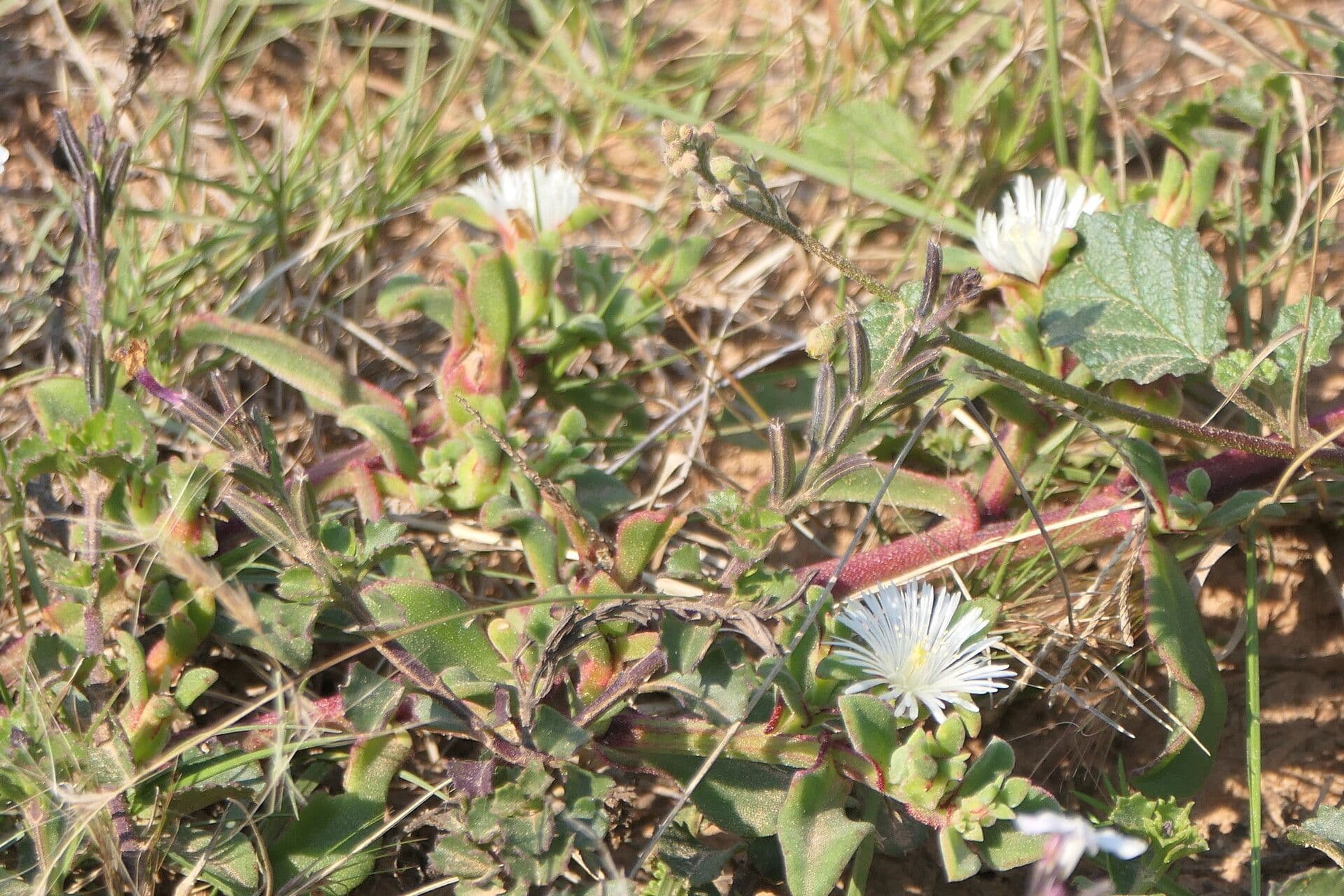 Mesembryanthemum