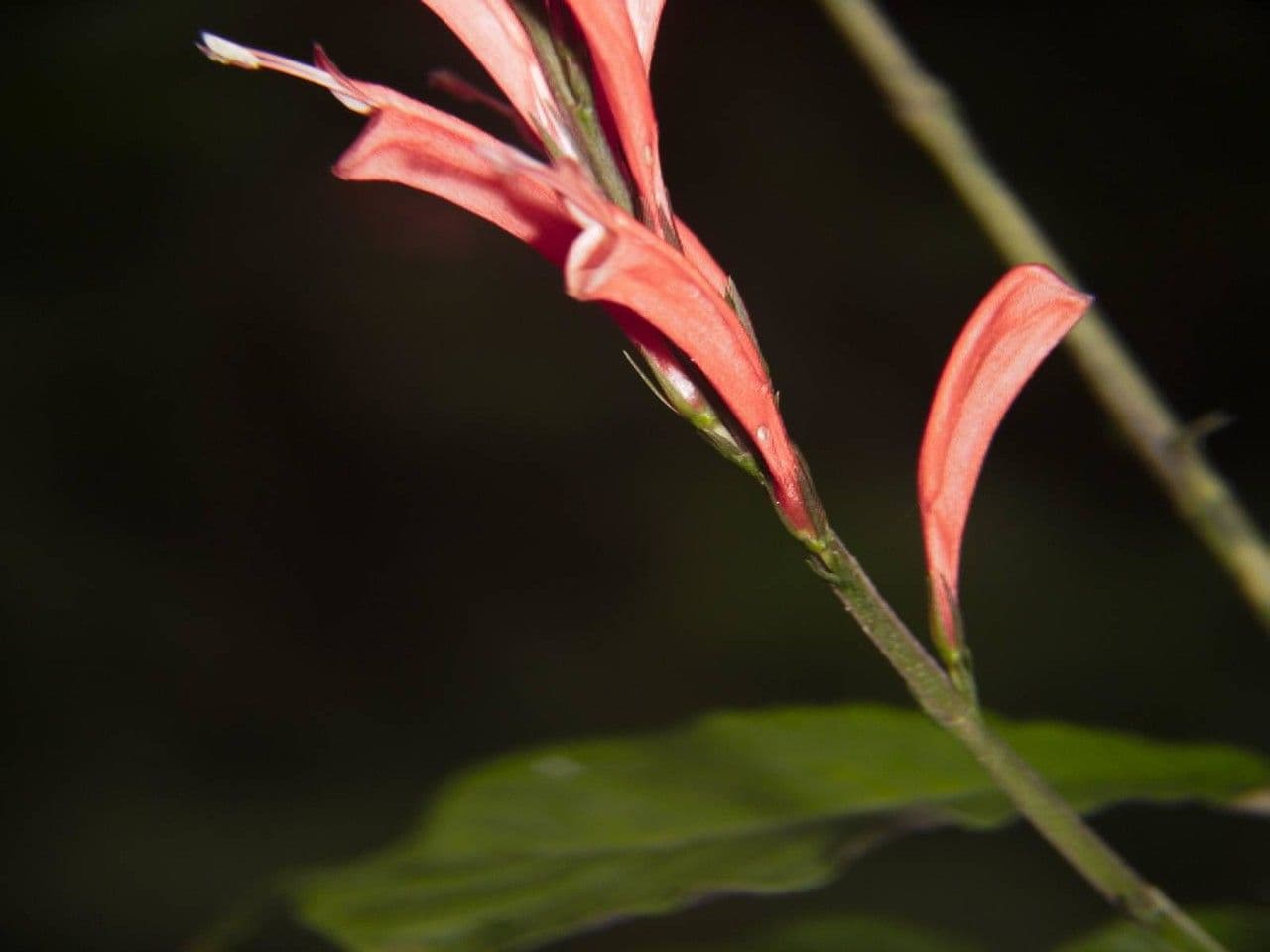 Stenostephanus 2