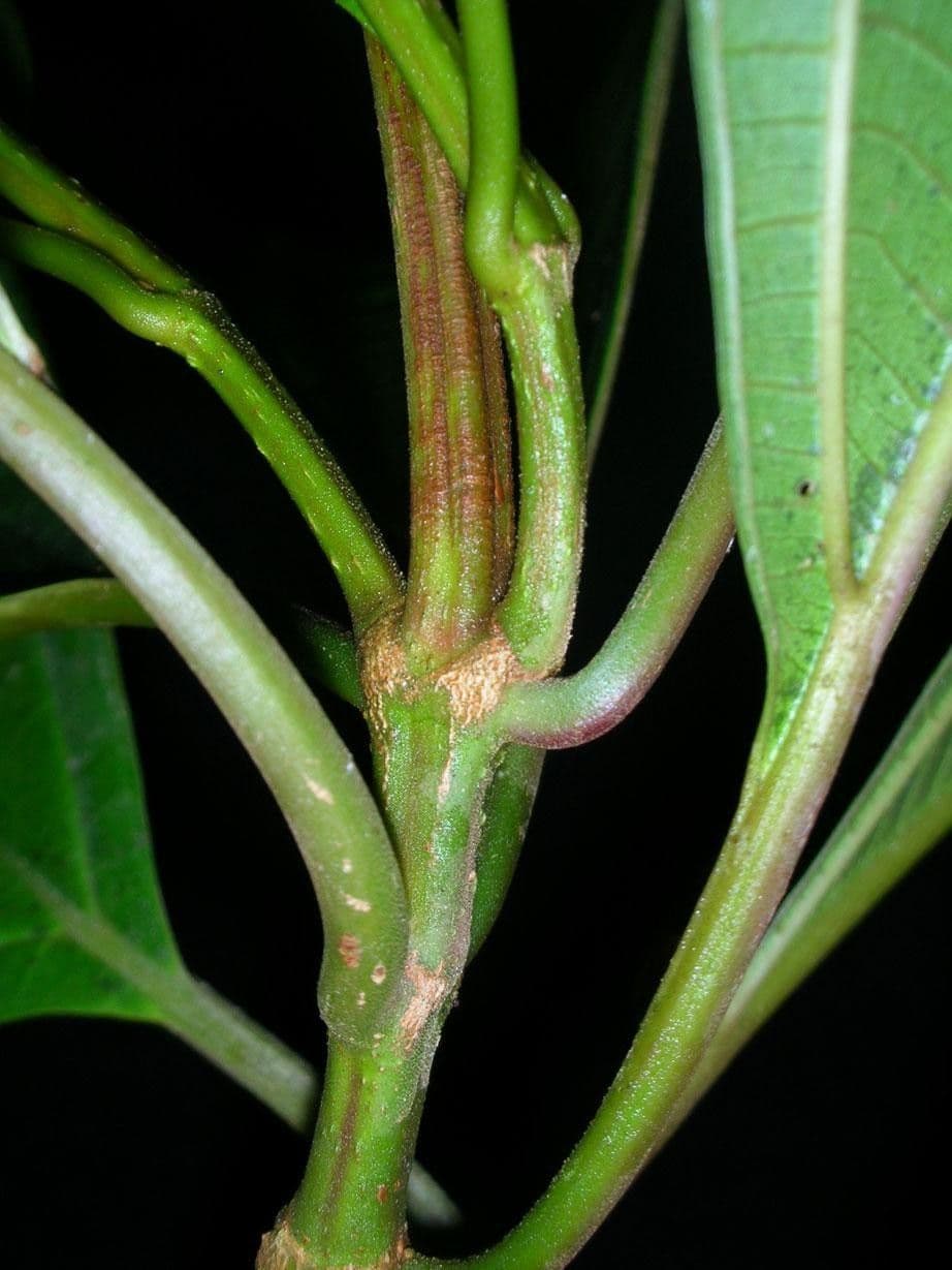 Conostegia luquillo 19