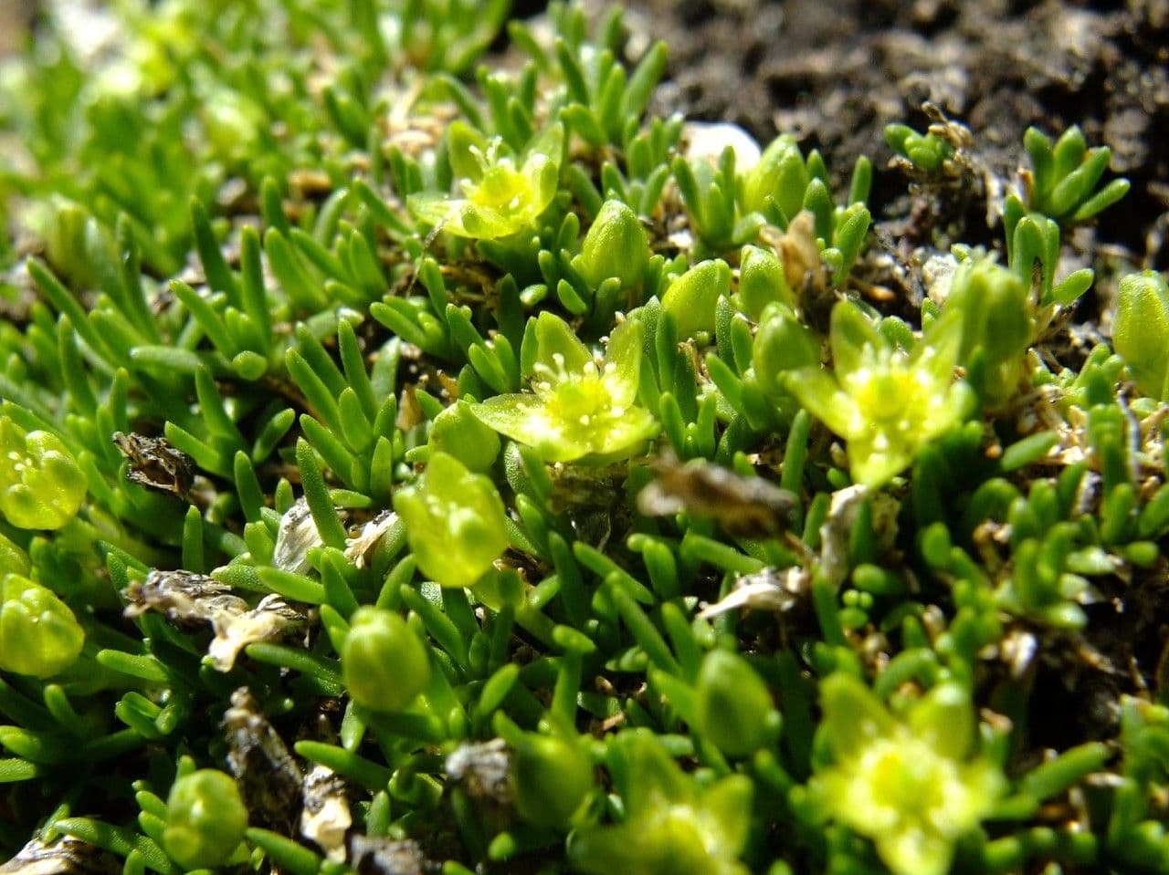 Minuartia sedoide 8