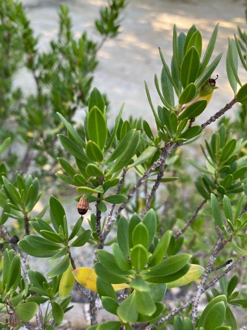 Pemphis acidula 3