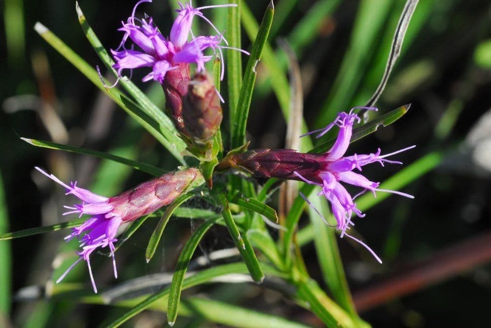 Liatris cilindrica 3