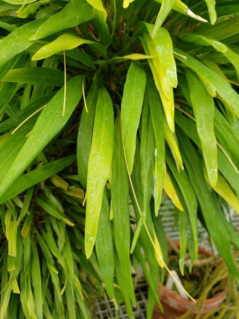 Dendrochilum 2