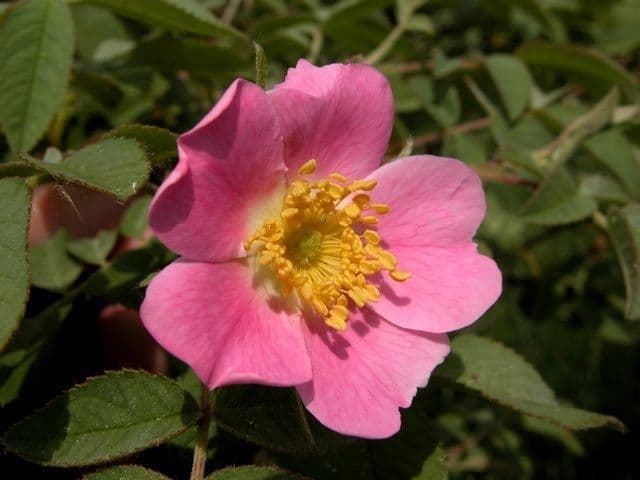 Weiche Rose 7
