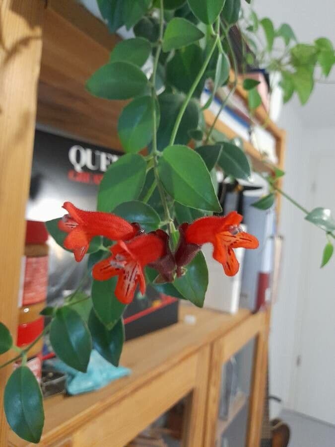 Pianta rossetto 6