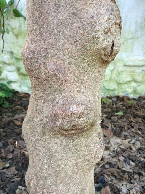 Baumtomate 23