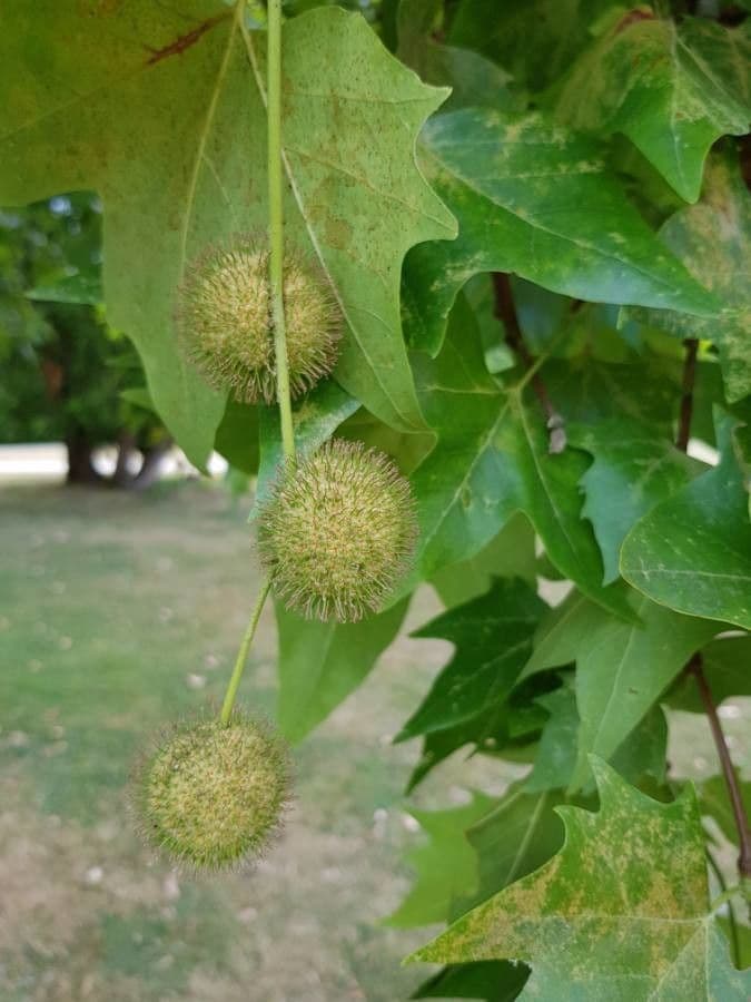 Platanus orientalis 3