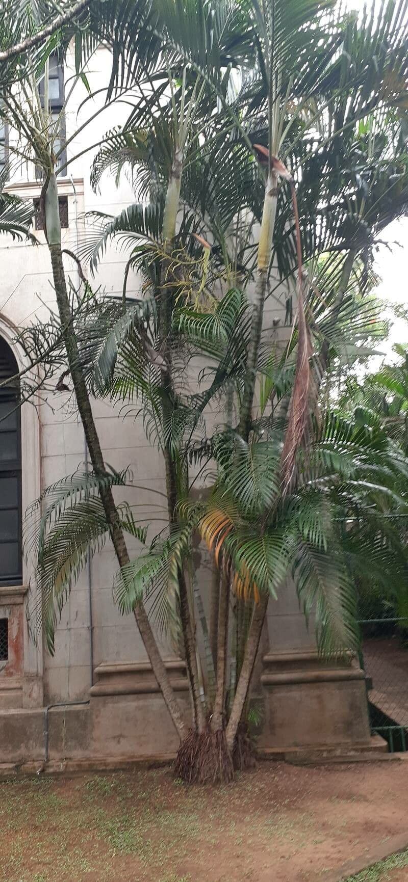 Areca dorée 14