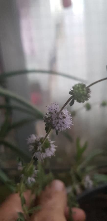 Menta cervina 13