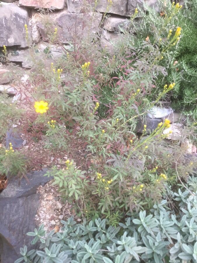 Tagetes 8