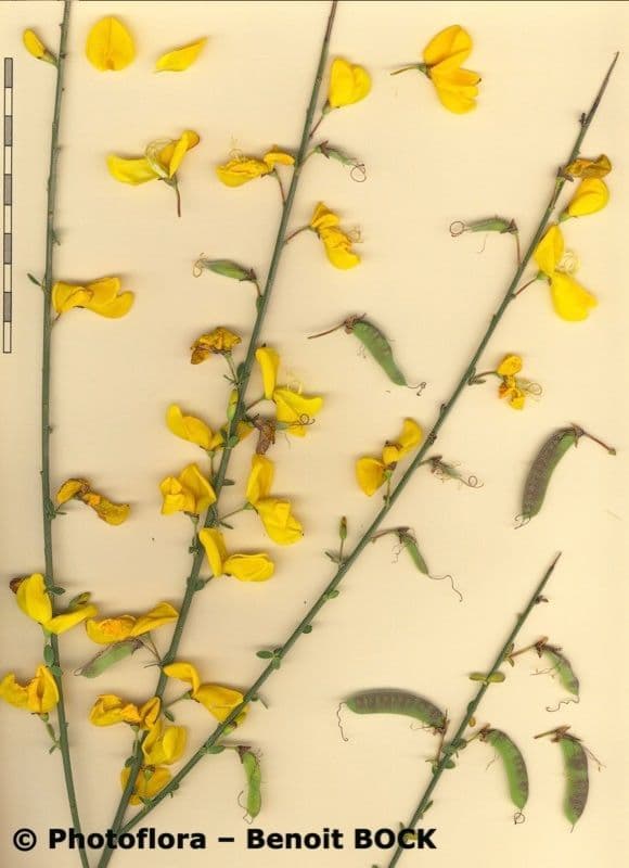 Janovec veľkokvetý 13