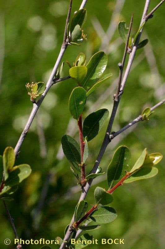 Flueggea tinctoria 5