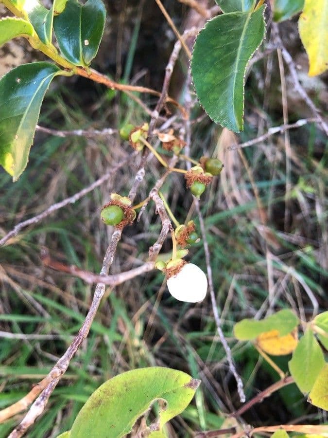 Aphloia theiformis 6