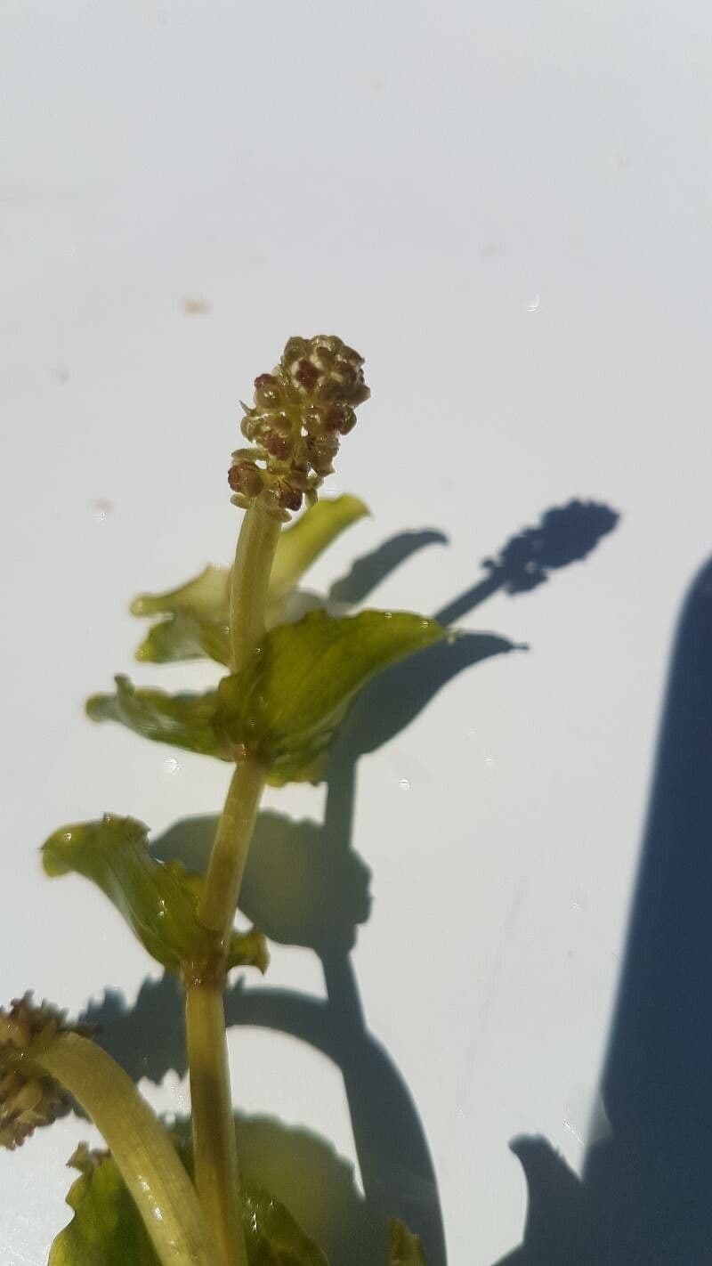 Brasca perfoliata 6
