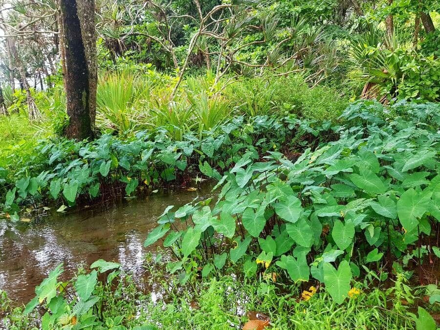 Taro 30